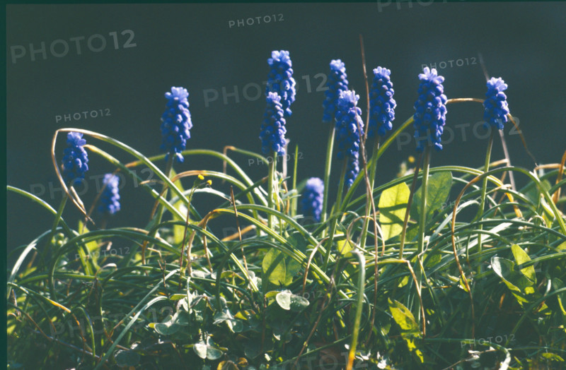 Muscari