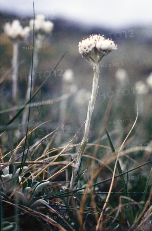 Mountain Everlasting, Antennaria dioica