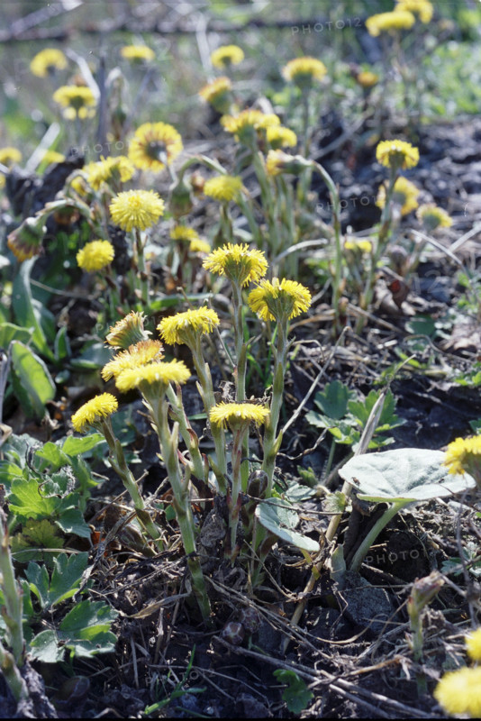 Coltsfoot, Tussalago farfara