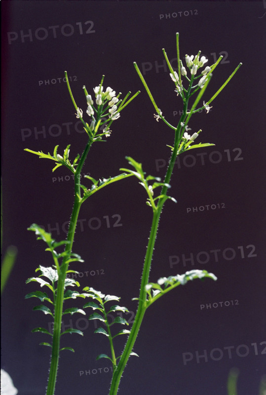 Cress, Cardamine