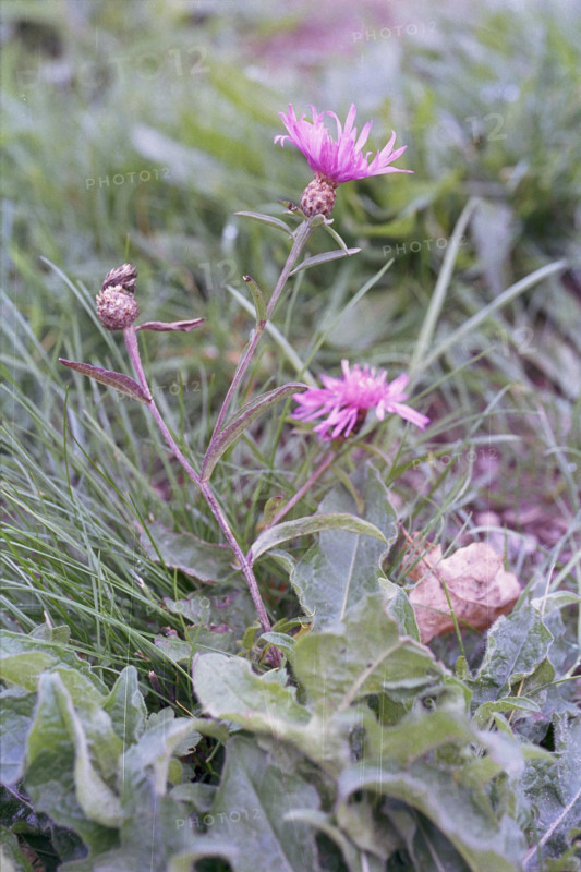 Knapweed, Centaurea