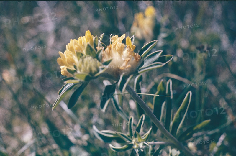 Kidney Vetch, Anthyllis vulneraria