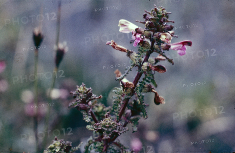 Lousewort, Pedicularis sylvatica