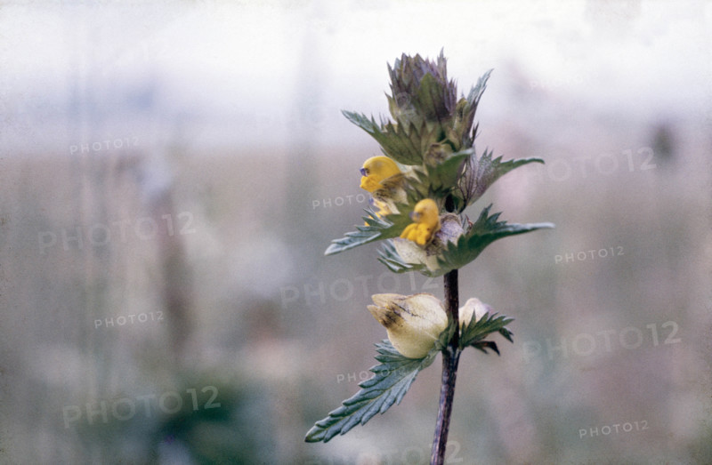 Yellow Rattle, Rhanthus minor