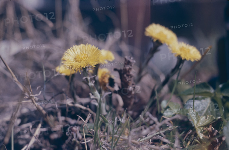 Coltsfoot, Tussalago farfara