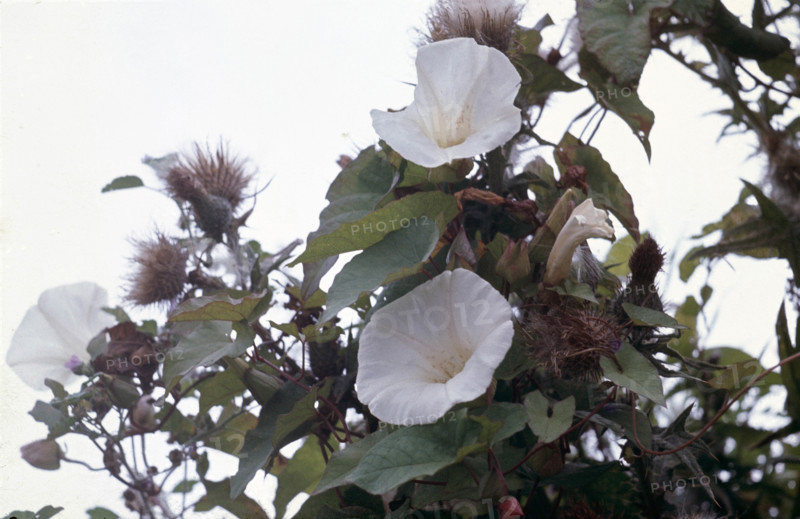 Bindweed, Calystegia sepium