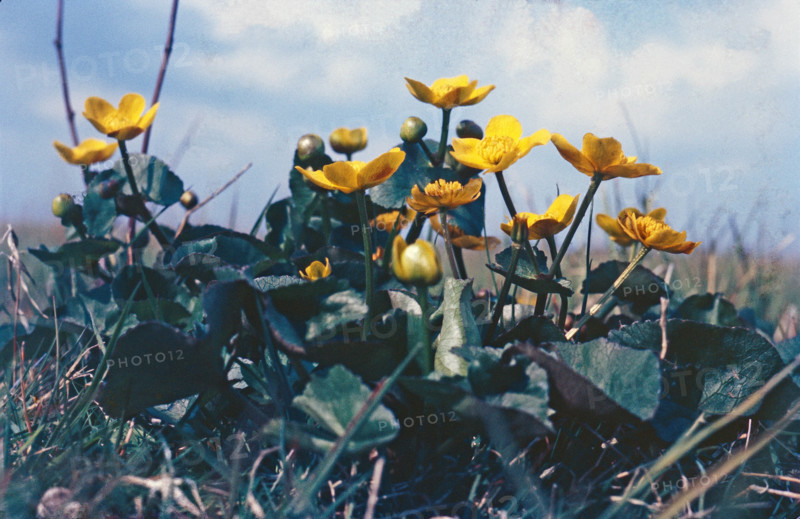 Marsh Marigold, Caltha palustris
