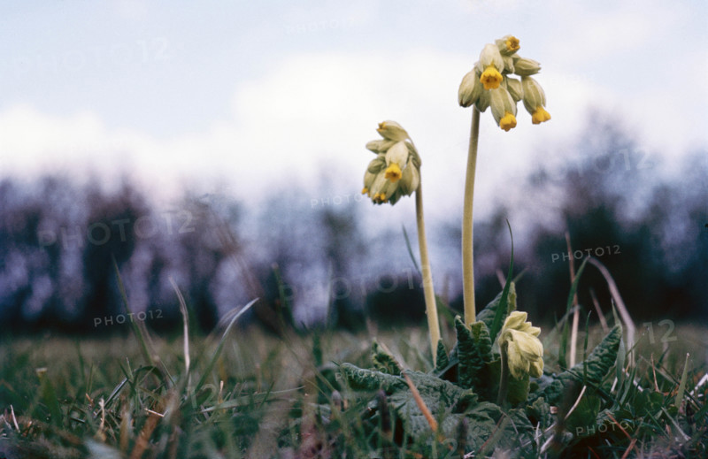 Cowslip. Primula veris