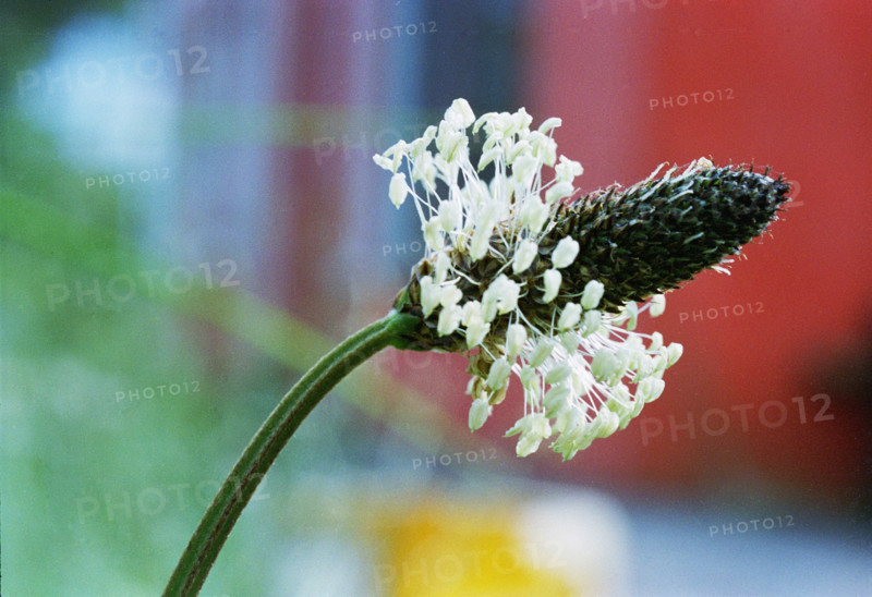 Plantain, Plantago lanceolata