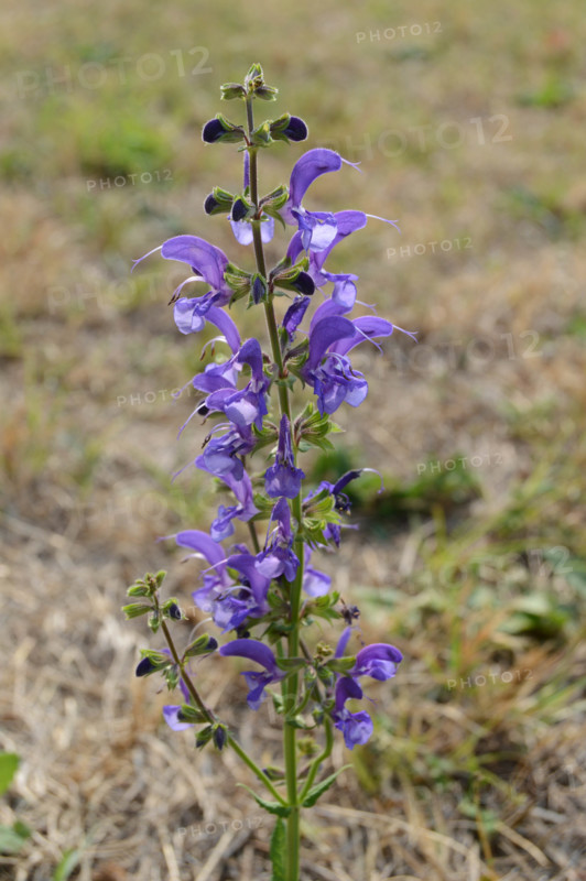 Meadow Clary, Salvia pratensis