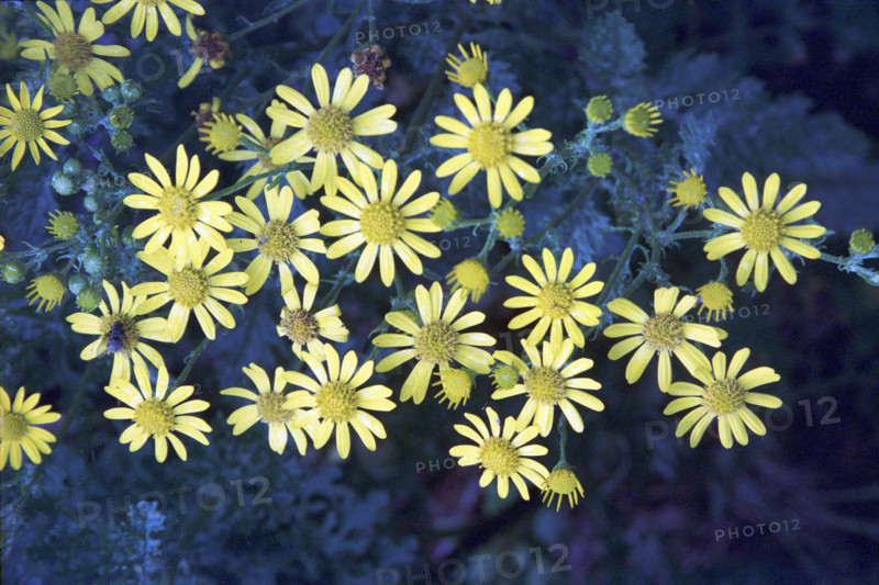 Ragweed, Senica jacobea