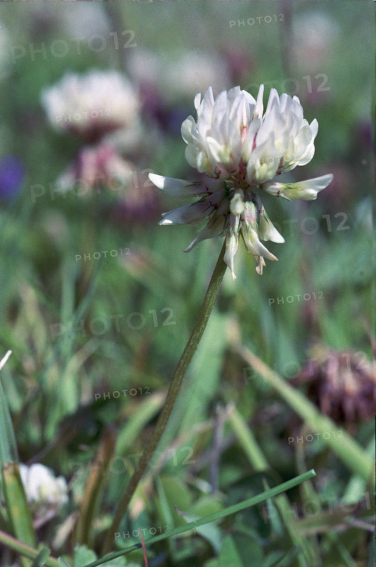 White Clover, Trifolium repens