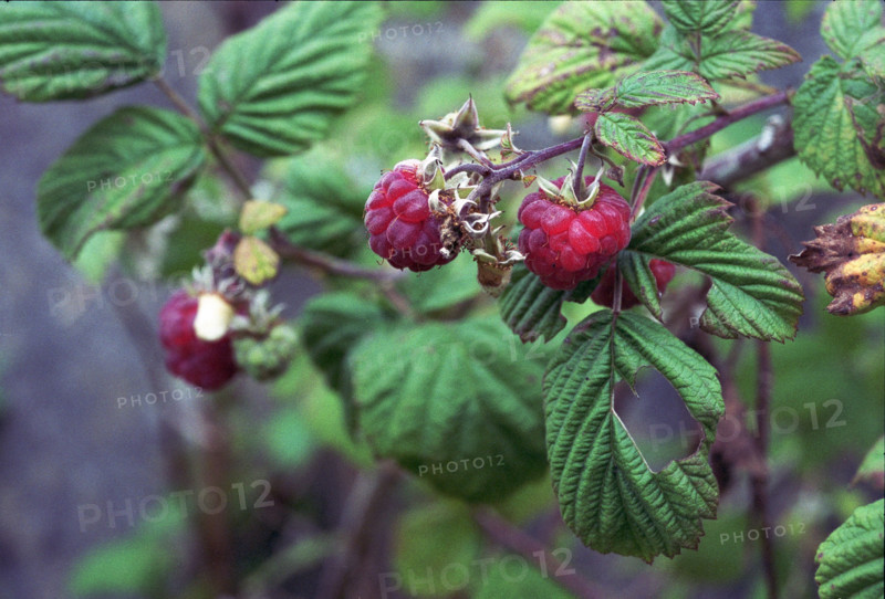 Raspberry, Rubus ideaus