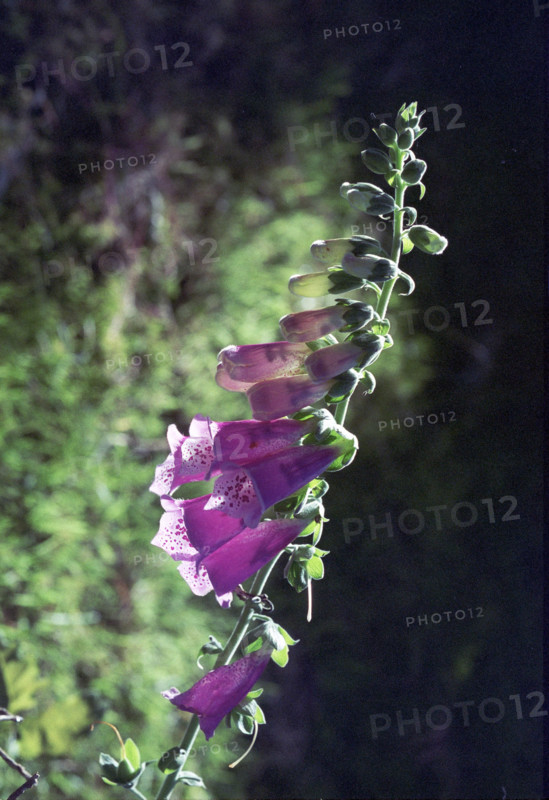 Foxglove, Digitalis purpura