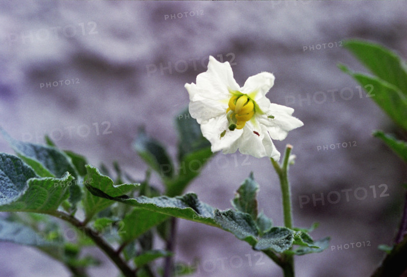 Potato flower, Solanum tuberosum
