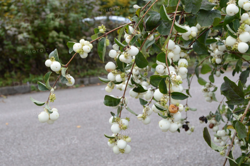 Snowberry, Symphoricarpos albus