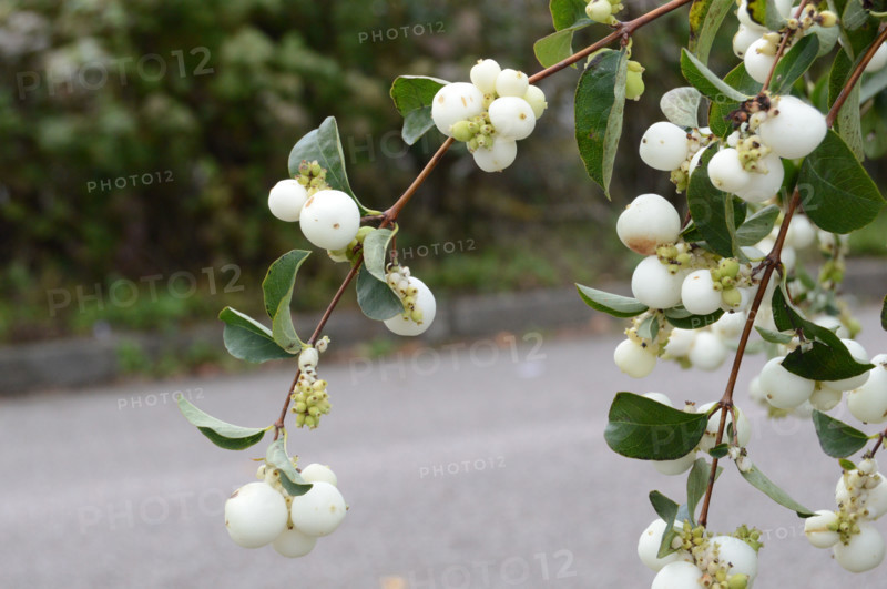 Snowberry, Symphoricarpos albus