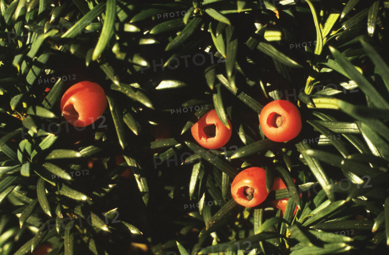 Yew, Taxus baccata