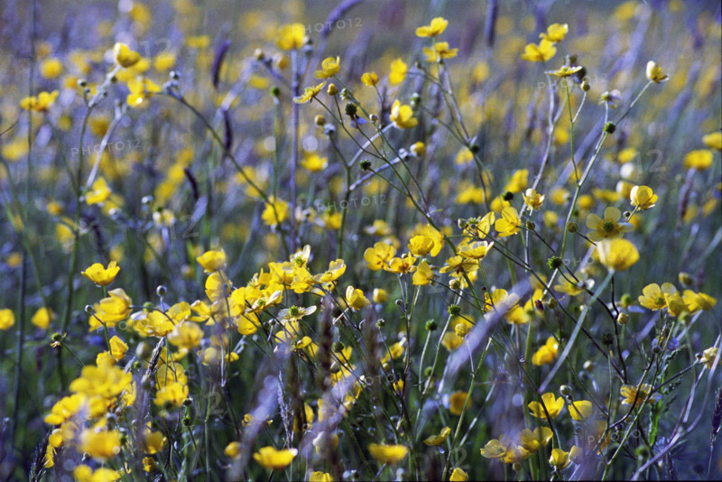 Creeping Buttercup, Raunculus repens