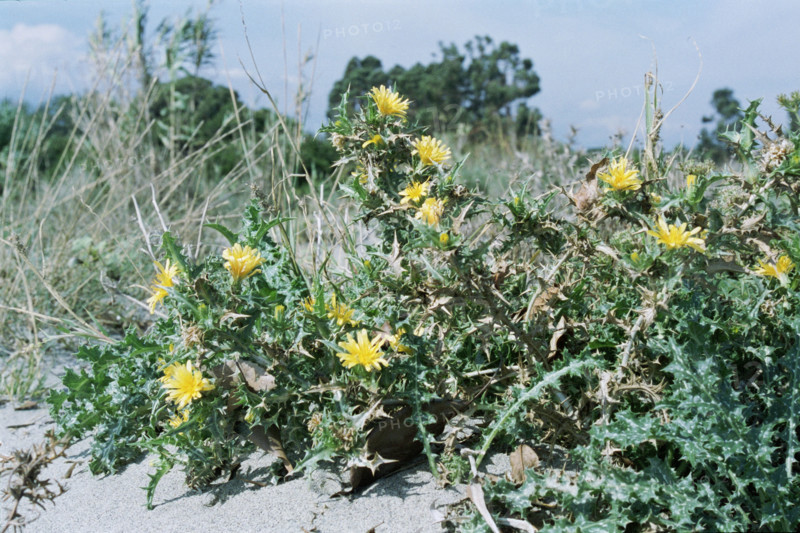 Spanish Oyster Plant, Scolymus hispanicus