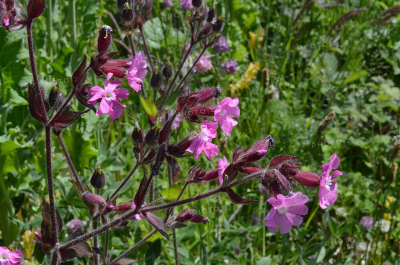 Red Campion, Silene dioica