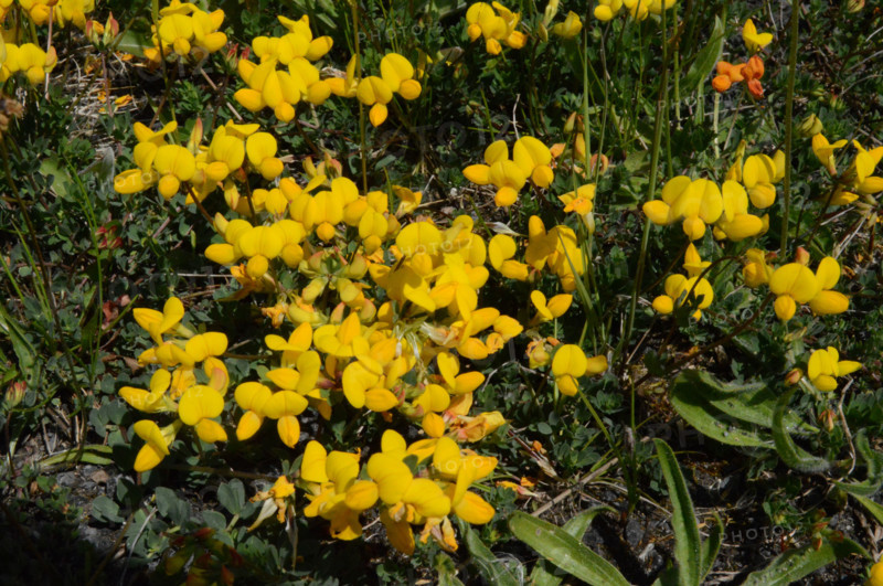 Bird‘s Foot Trefoil, Lotus corniculatus