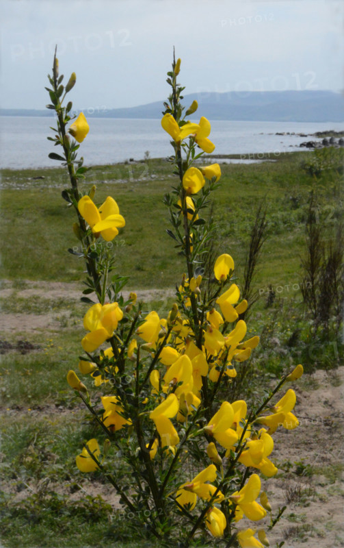 Broom, Cystisus scopaius