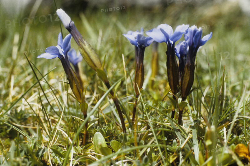 Spring Gentian, Gentiana verna