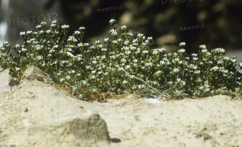 Scurvey Grass, cochlearia officinalis
