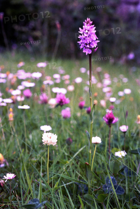 Orchid, Dactylorhiza