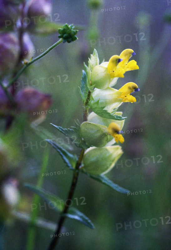 Yellow Rattle, Rhinanthus minor