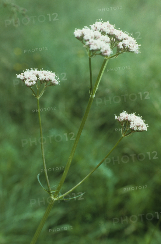 Valerian, Valerians officinalis