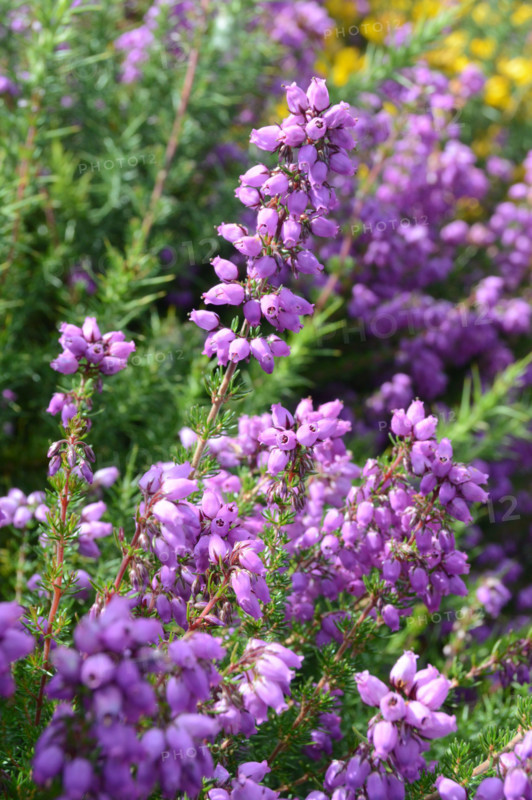 Bell Heather, Erica cinerea