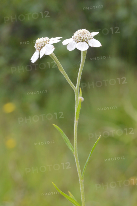 Sneezewort, Achillea ptarmica