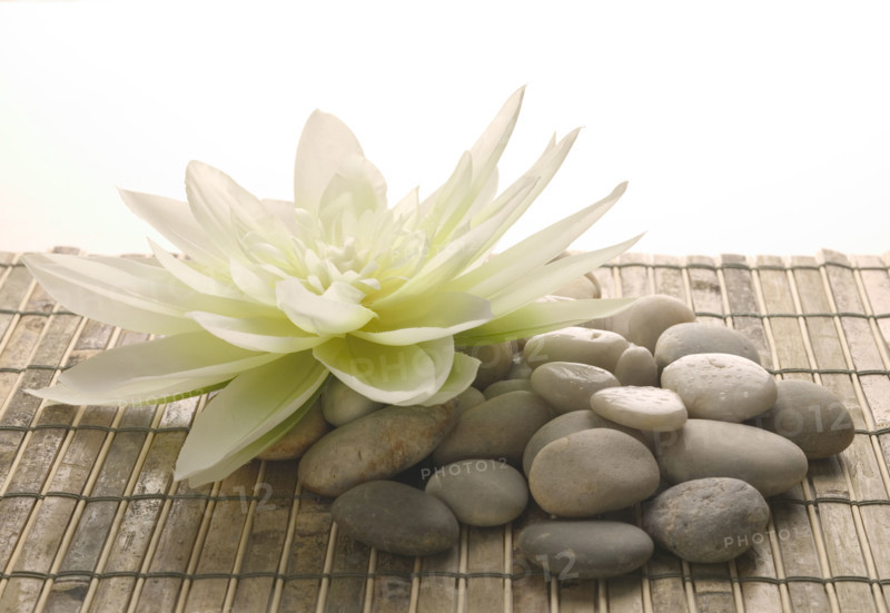 Stones and a beautiful flower.