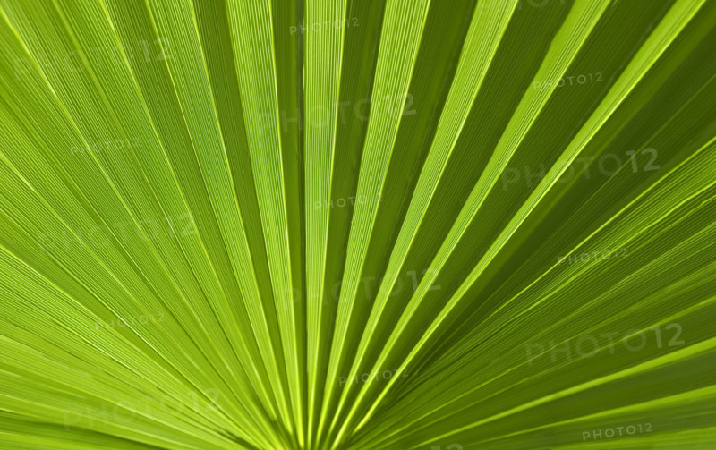 Closeup of green foliage.