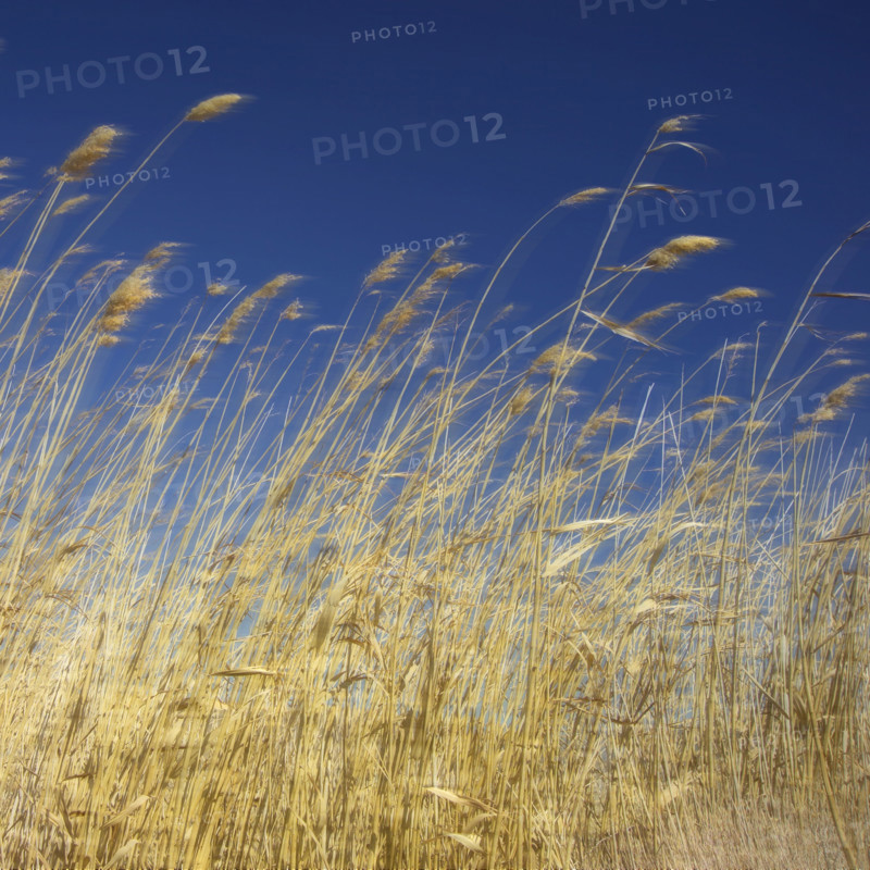 Amber waves of grain.
