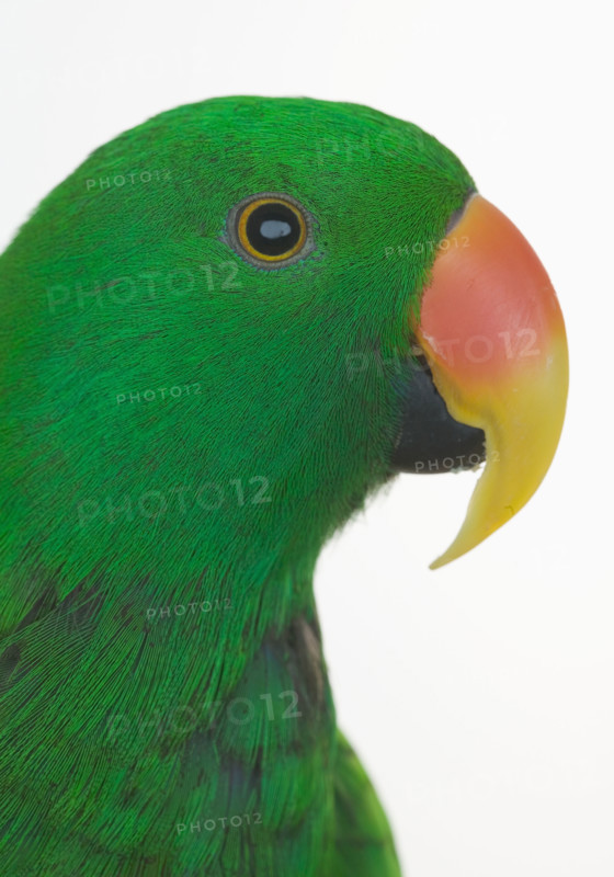 Profile of green bird.