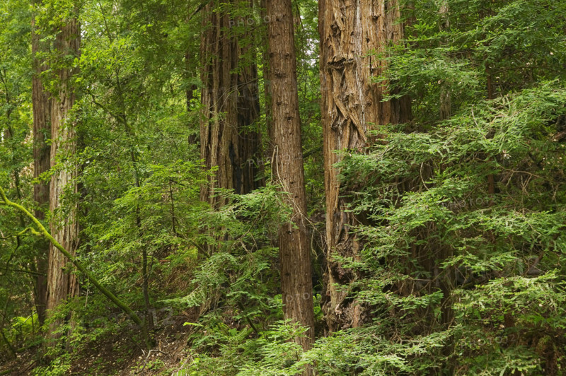 Redwoods  Muir Woods  California.