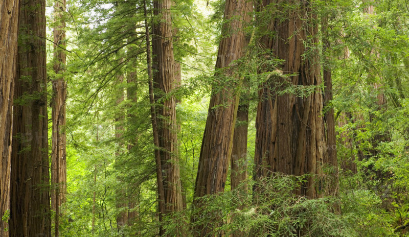 Redwood Trees in Muir Woods  California USA.