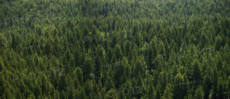 Aerial view of a forest.