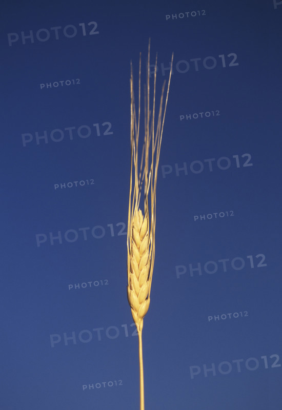 Closeup of a single wheat stalk.