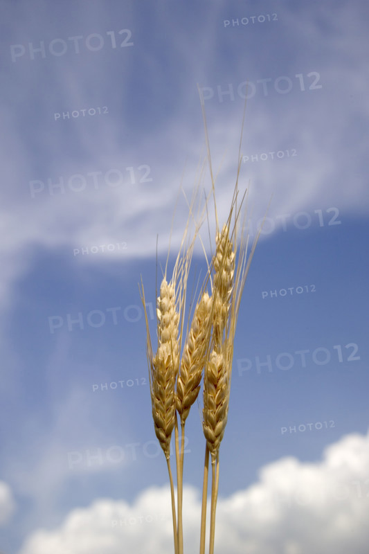 Closeup of wheat.
