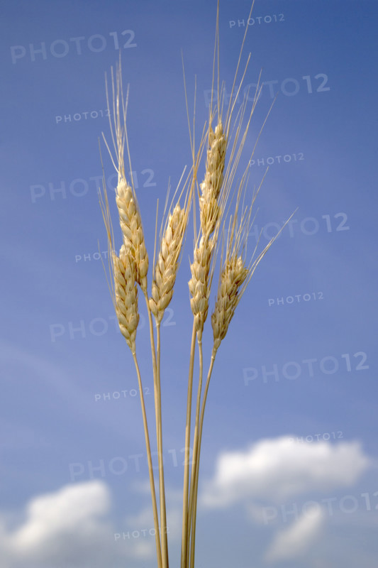 Closeup of wheat.