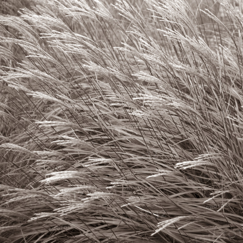 Tall grasses.