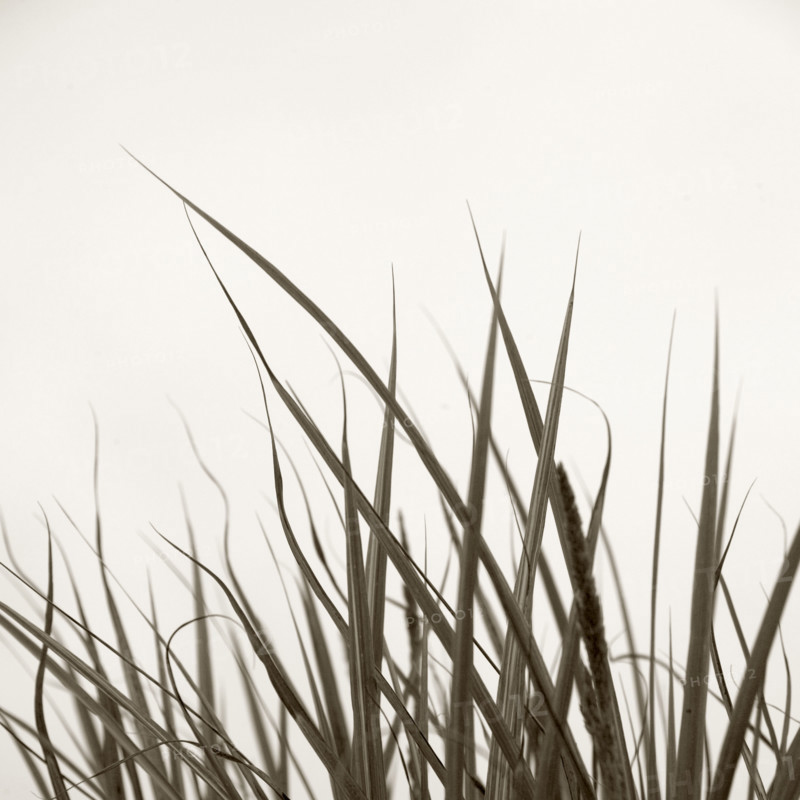 Tall grass.