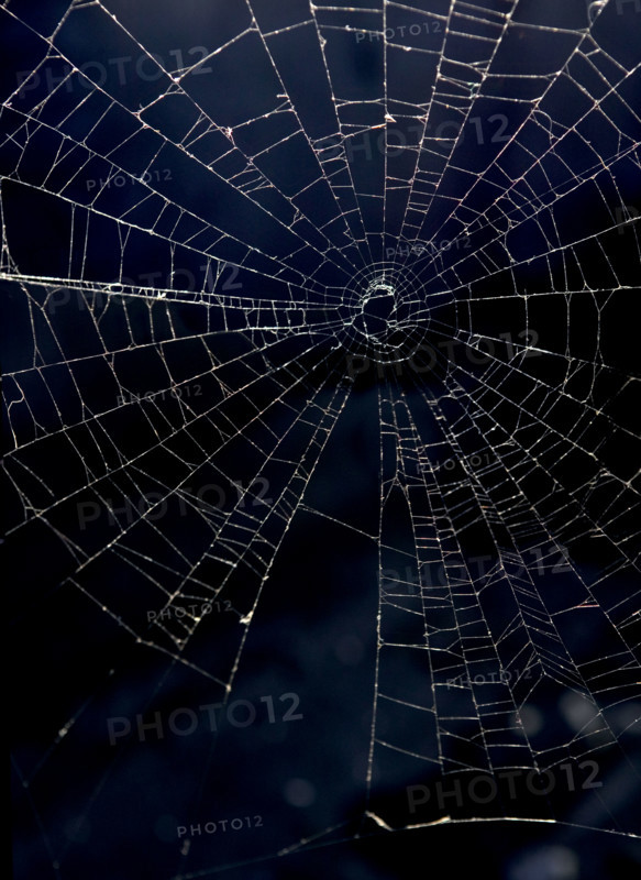 An intricate spider web.