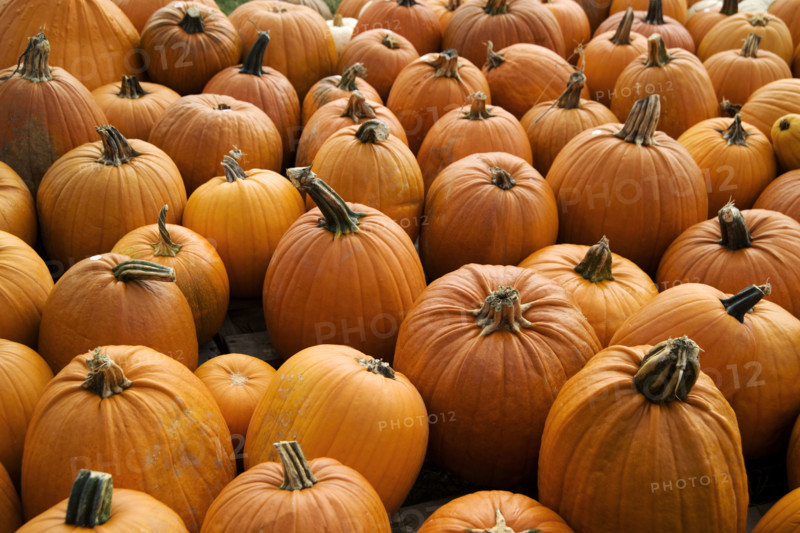 Field of pumpkins.