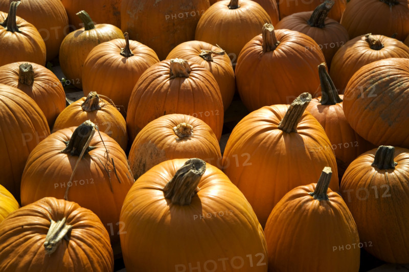 Field of pumpkins.