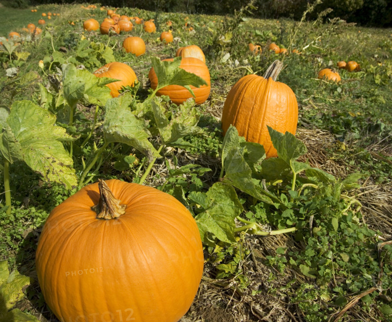 Field of pumpkins.